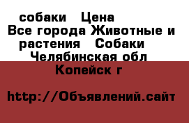 собаки › Цена ­ 2 500 - Все города Животные и растения » Собаки   . Челябинская обл.,Копейск г.